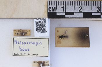 Media type: image;   Entomology 787107 Aspect: labels
